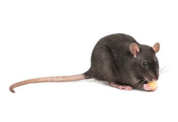 Gray rat with cheese