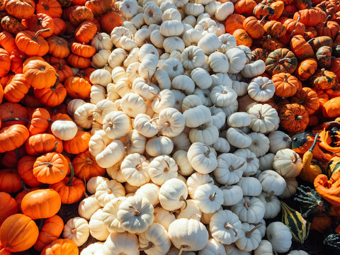 Variety of decorative squash for sale at Farmer's Market