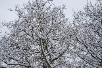 Fototapeta na wymiar frischer schnee im winter am baum