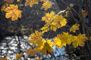Naklejka na ściany i meble autumnal colored leaves