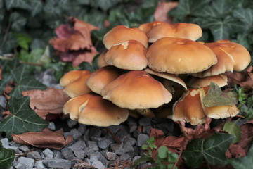 Forest mushrooms in autumn, close up Armillaria mellea  