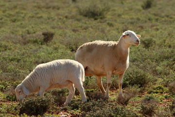 A ewe and its lamb grazing in the southern Karoo.