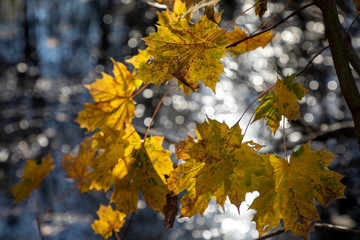 autumnal colored leaves