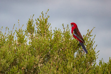 Crimson Rosella encountered in Wilsons Prom national park; Victoria; Australia
