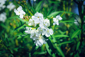 Bougainvillea bush with white flowers