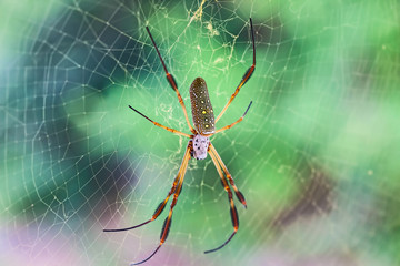 Goldene Seidenspinne in ihrem Netz