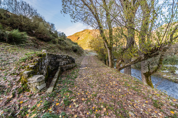 Source in the middle of a road with flock of leaves on the wet ground in autumn