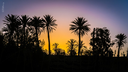 Obraz premium palm trees at sunset