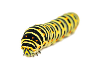 Swallowtail caterpillar isolated