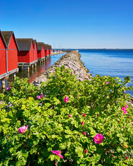 Plants and flowers on the stone groyne at the harbor Weiße Wiek in Boltenhagen on the Baltic Sea. Germany