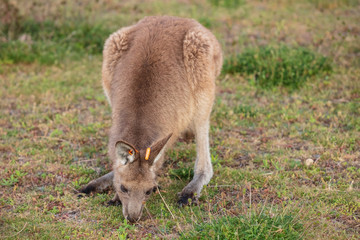 Eastern Grey kangaroos tagged as part of a scientific study on movement and breeding habits at Wilsons Promontory national park, Victoria, Australia