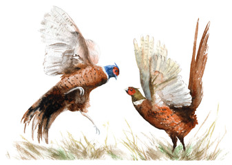 watercolor drawing of a bird. two pheasants in the grass - obrazy, fototapety, plakaty