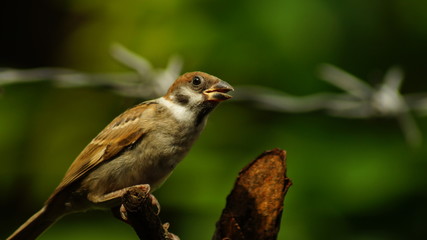 Philippine Maya or Eurasian Tree Sparrow or Passer montanus perch on tree branch