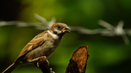 Philippine Maya or Eurasian Tree Sparrow or Passer montanus perch on tree branch