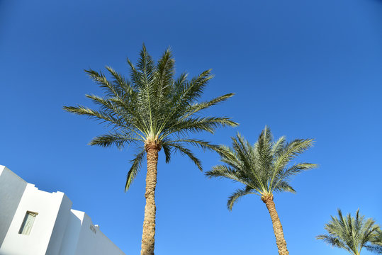 Egyptian palm trees against the blue sky