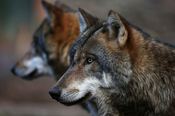 Wolf portrait