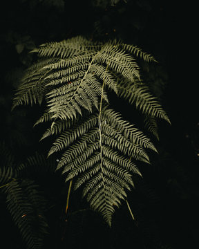 Close up of pine leaf