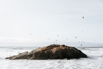 Dozens of birds flying over rock in sea