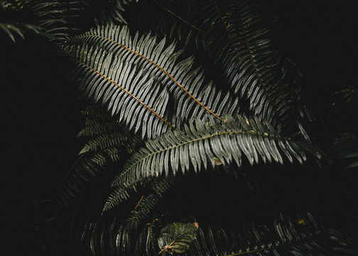 Close up of pine leaf