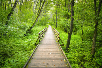 Wooden path in the forest or park