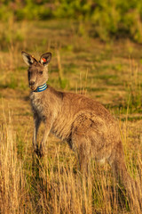Naklejka na ściany i meble Eastern Grey kangaroos tagged as part of a scientific study on movement and breeding habits at Wilsons Promontory national park, Victoria, Australia