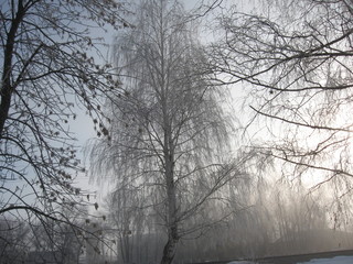 trees in fog