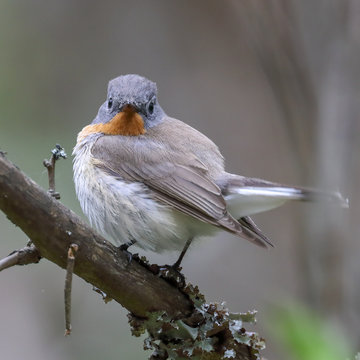 Red-breasted Flycatcher