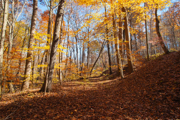 Fototapeta premium Fall in the Forest