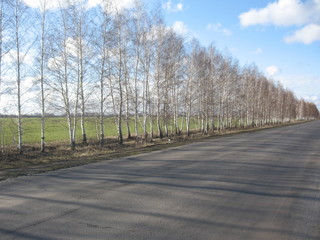 road in the forest