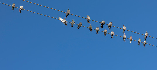 doves on power line