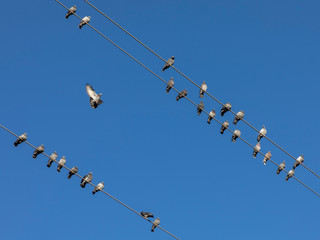 doves on power line
