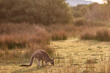 An eastern grey kangaroo encountered at sunset in Wilsons Promontory national park, Victoria, Australia © Michael Evans