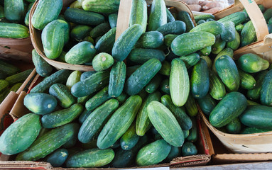 Fresh Cucumbers at a Produce Stand