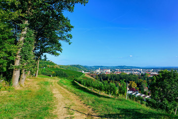 Naklejka premium Pathway at Vineyards on Hill and cityscape of Maribor Slovenia