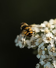 bee on flower 