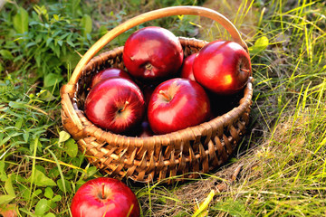 Red apples in a basket on green grass in the rays of the setting sun. Tinting