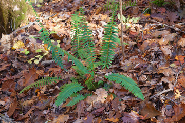Fern