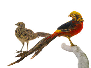 male and female pheasant gold
