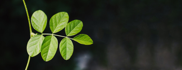 Close-up tiny green leaves with sun light spot, Design for web banner, header with copy space.