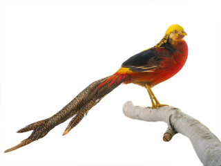portrait pheasant gold