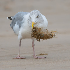 Gull on the Beach with seaweed in its Beak