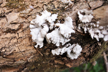 White mushrooms on an old tree trunk, blurry brown bark background