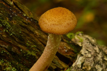 Mushrooms on the trunk of an old fallen birch in the light of the morning sun