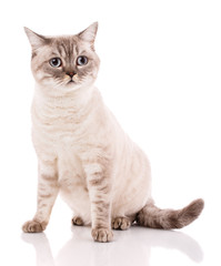 British straight bicolor stripes cat on white