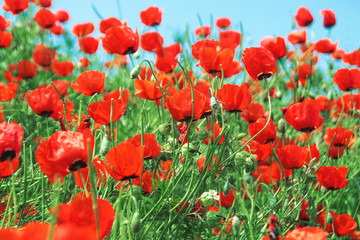 Obraz premium Poppies