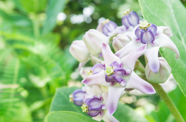 Calotropis giantea or crown flowers blooming in the garden,sign of love,beautiful nature,purple