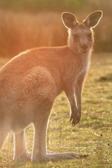 An eastern grey kangaroo encountered at sunset with an intentional use of lens flare in Wilsons Promontory national park, Victoria, Australia