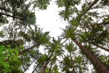 Light Canopy
