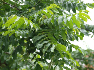 Longues feuilles aux nombreuses folioles vert foncé du ptérocaryer du Caucase (pterocarya...