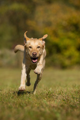 Running labrador retriever dog in autumn landscape